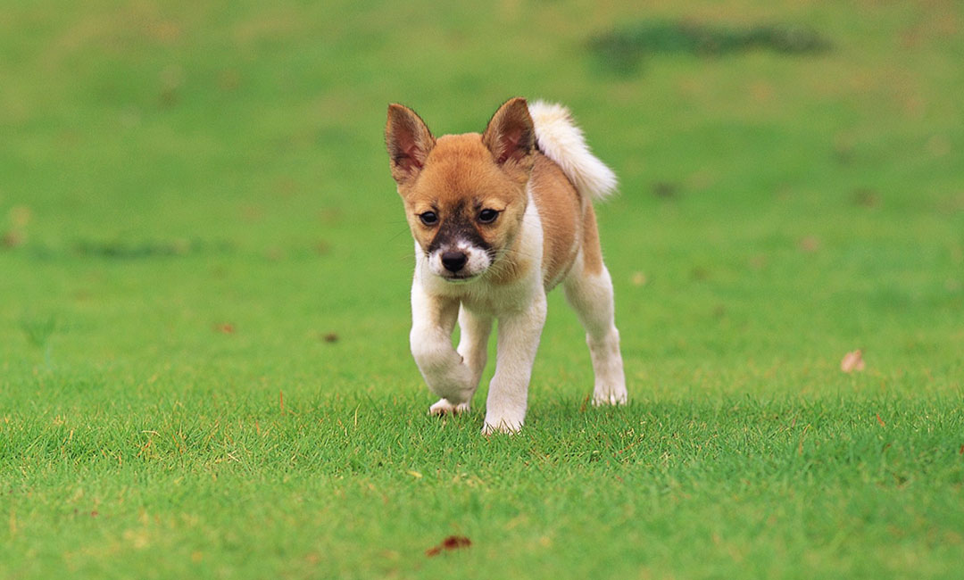 云阳叮叮宠物商业计划书案例
